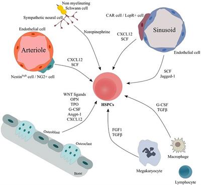 The mesenchymal compartment in myelodysplastic syndrome: Its role in the pathogenesis of the disorder and its therapeutic targeting